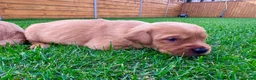 Goldador dogs for sale: Beautiful Golden Goldador Babies 🐾🐾🐾 - Advert 20