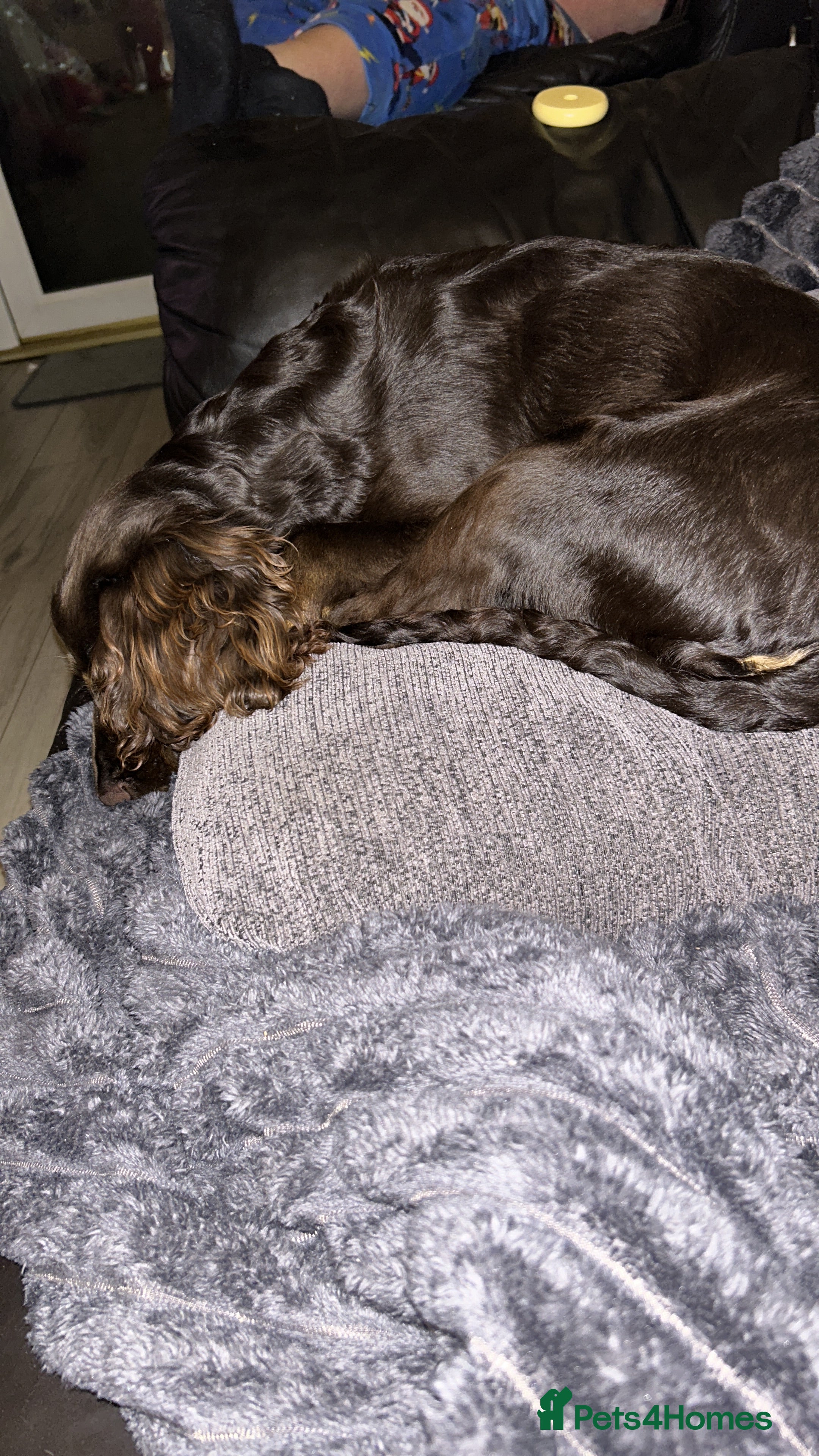 Cocker Spaniel dogs   Gorgeous working cocker spaniel for sale  - Advert 10