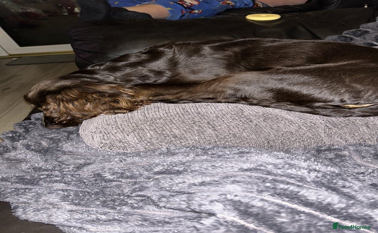 Cocker Spaniel dogs - Advert 1