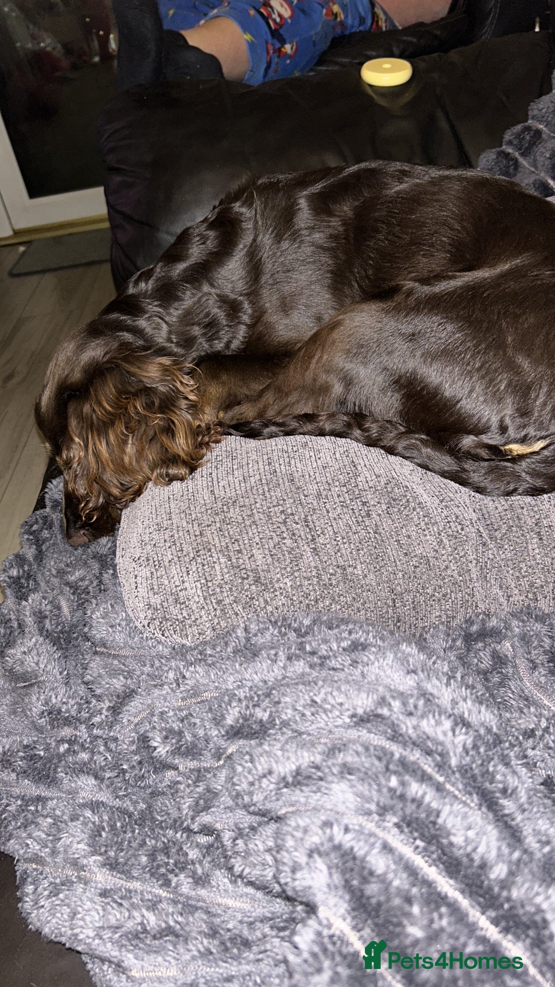 Cocker Spaniel dogs for sale:   Gorgeous working cocker spaniel for sale  - Image 1