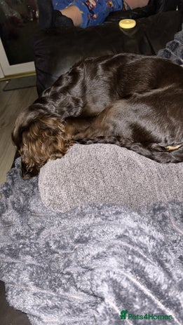 Cocker Spaniel dogs - Advert 1