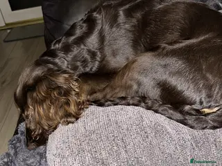 Cocker Spaniel dogs Gorgeous working cocker spaniel for sale - Advert 10