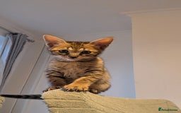 Savannah cats for sale: Savannah F6 kittens *Last one Left* - Image 14