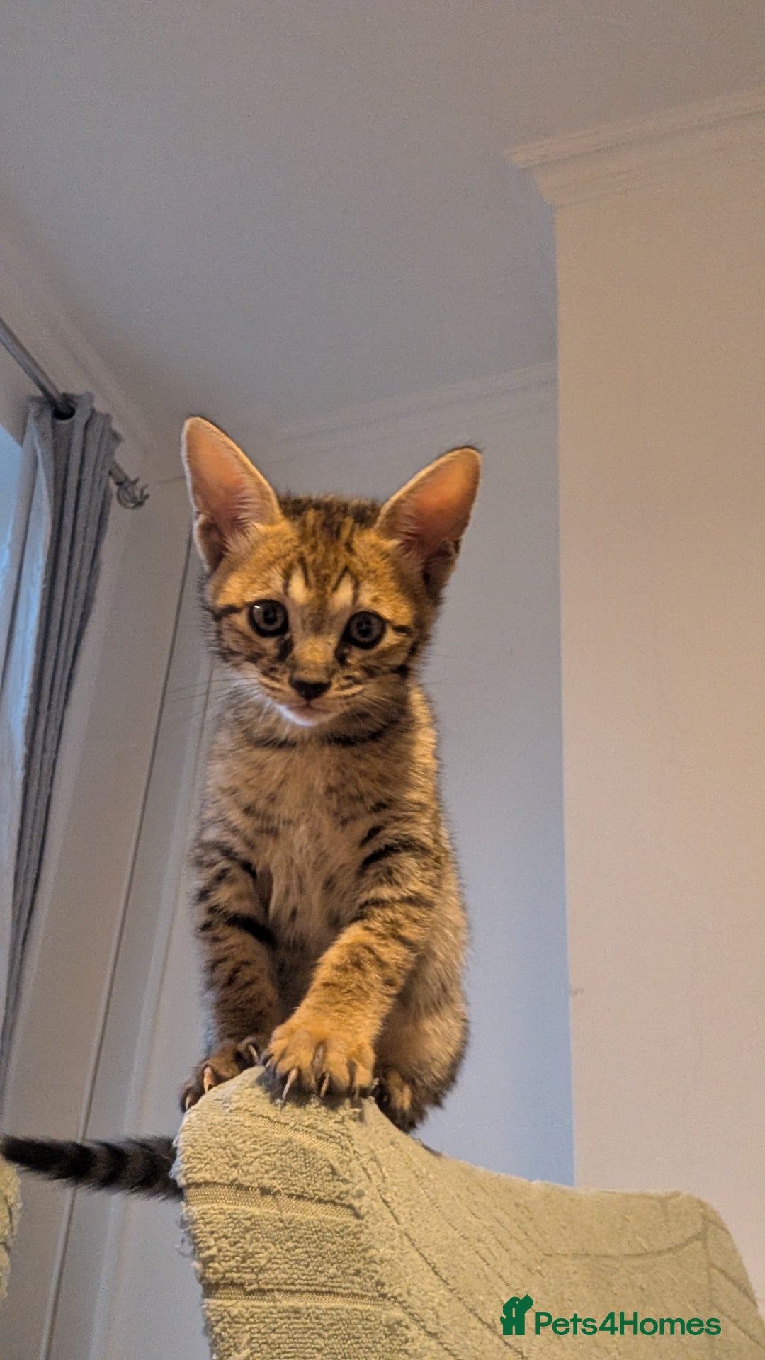 Savannah cats for sale: Savannah F6 kittens *Last one Left* - Image 14