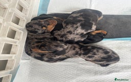 Miniature Dachshund dogs for sale: Beautiful kc registered miniature dachshunds  - Image 1