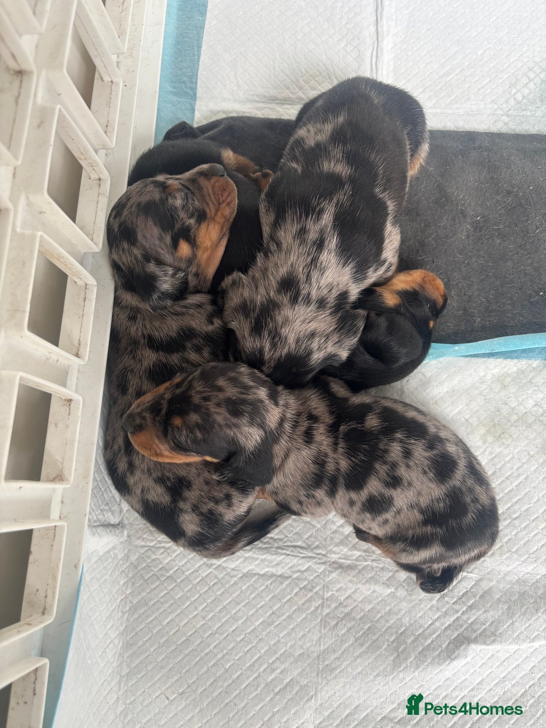 Miniature Dachshund dogs for sale: Beautiful kc registered miniature dachshunds  - Image 1