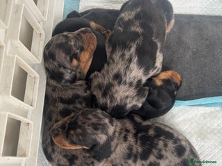 Miniature Dachshund dogs - Advert 8