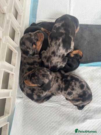Miniature Dachshund dogs - Advert 3