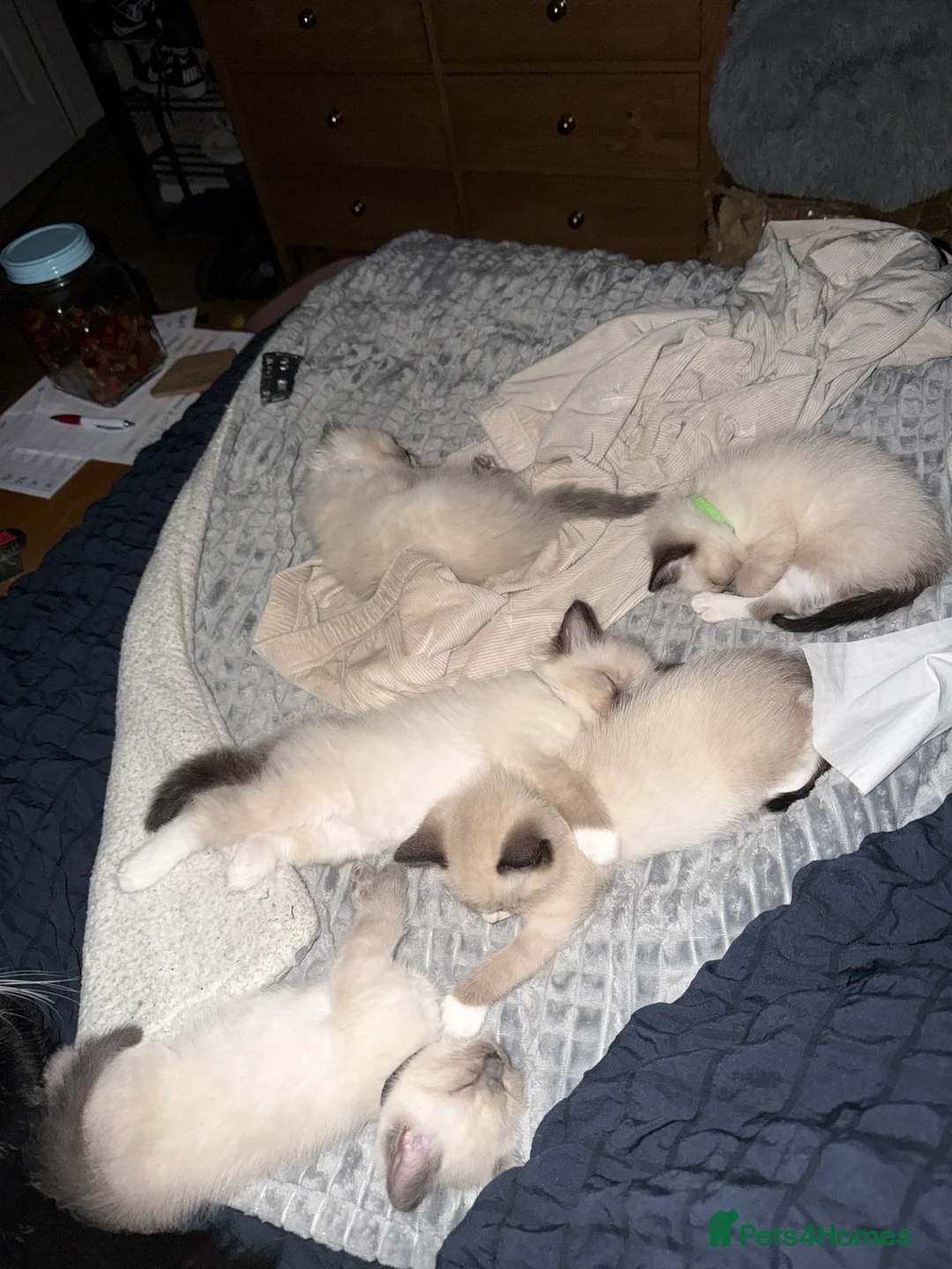 Ragdoll cats for sale: 5 beautiful ragdoll cross kittens available. - Advert 3