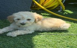 Goldendoodle dogs for sale: F1B GOLDENDOODLE PUPPIES 2 BOYS AVAILABLE  in Farnham - Image 21