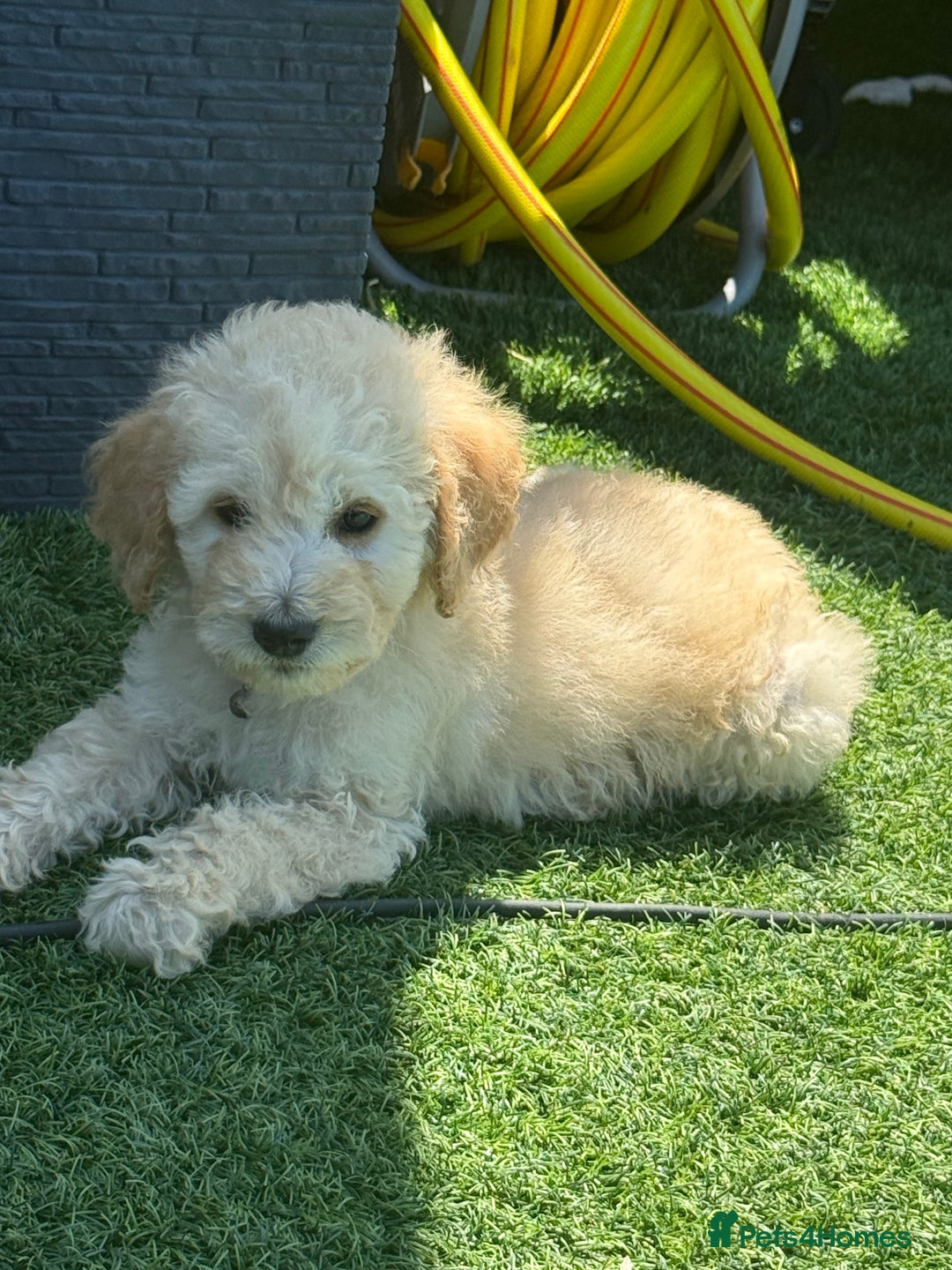 Goldendoodle dogs for sale: F1B GOLDENDOODLE PUPPIES 2 BOYS AVAILABLE  in Farnham - Image 21