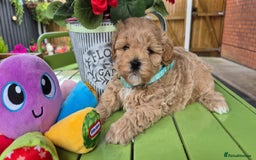 Maltipoo dogs for sale: Small Maltipoo boys ❤️❤️❤️ READY NOW 🫶 - Image 16