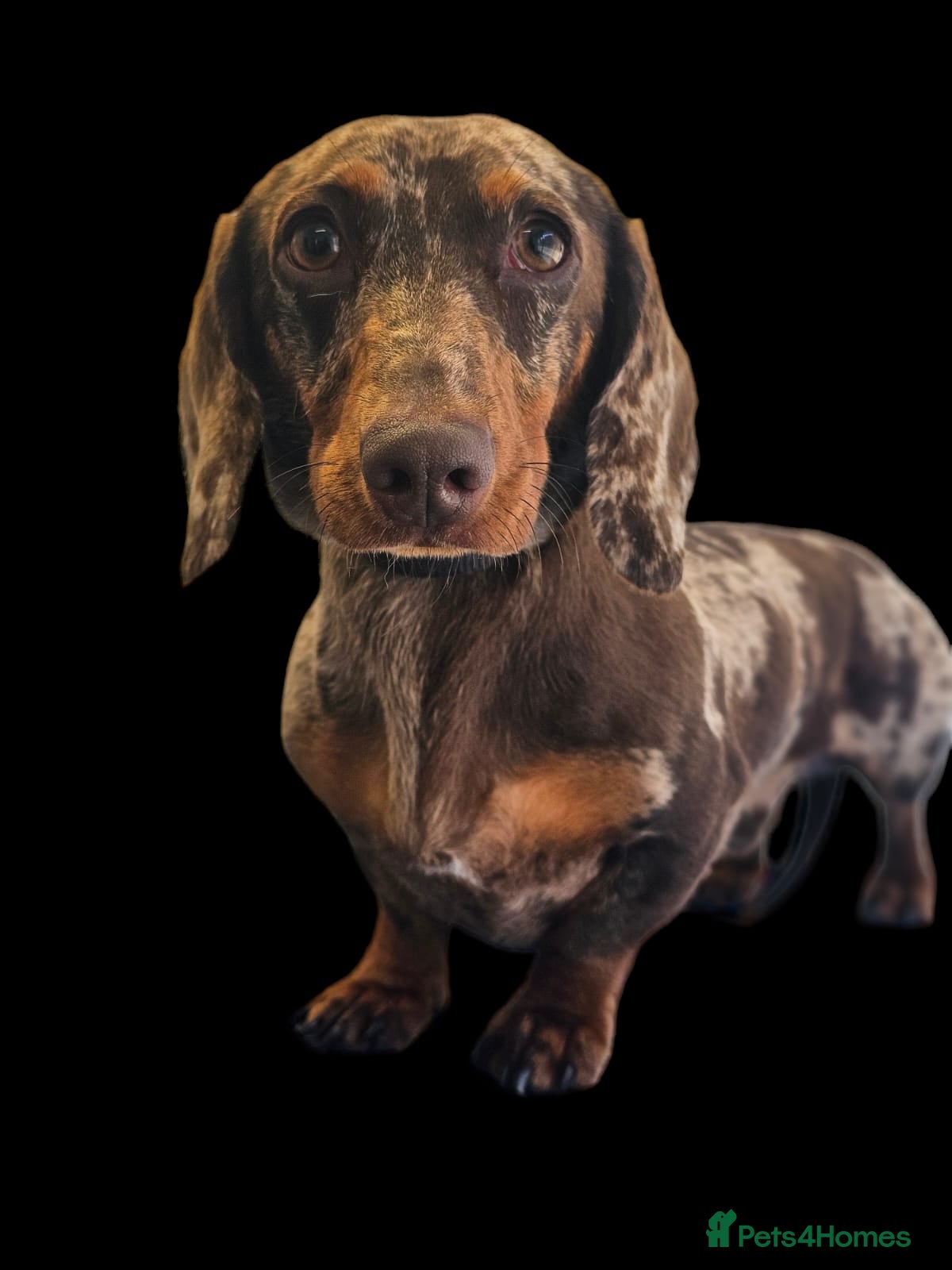 Dachshund dogs Banksy aged 2 - Advert 1