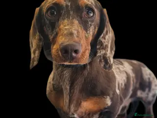 Dachshund dogs Banksy aged 2 - Advert 1