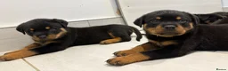 Rottweiler dogs for sale: Beautiful litter of KC Rottweilers  - Advert 9