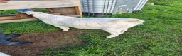Goats livestock for sale: Two boer nanny goats in Mansfield - Advert 4