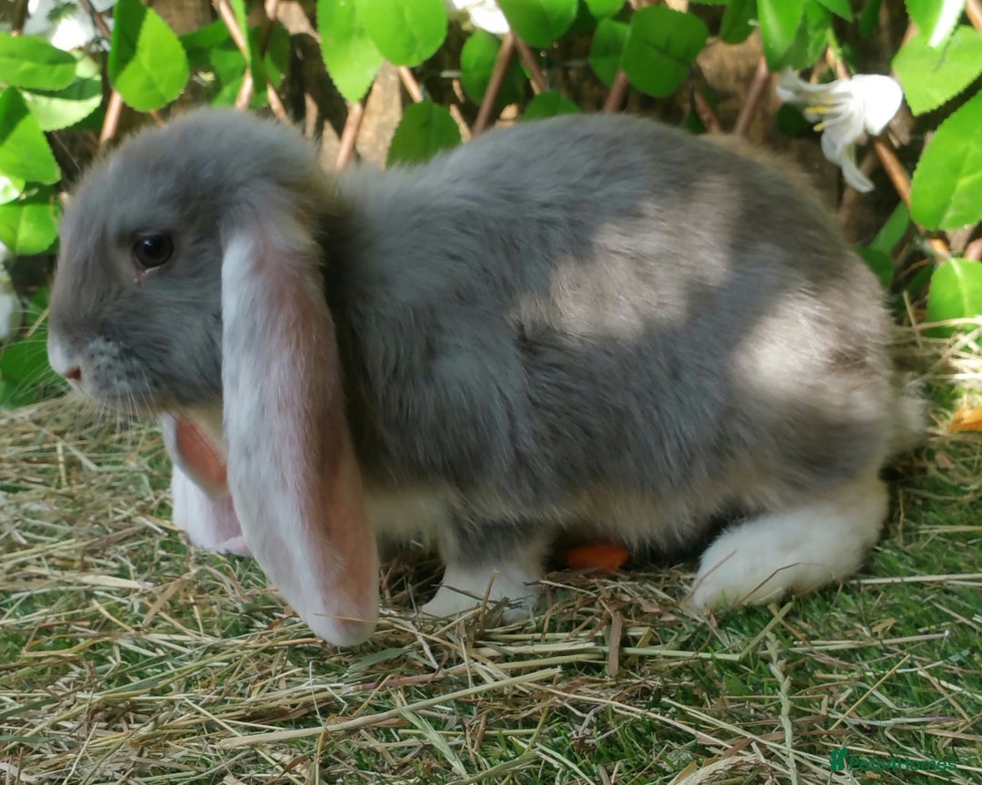 French Lop rabbits for sale: Giant French Lop Planned Litters - Vaccinated   - Image 1
