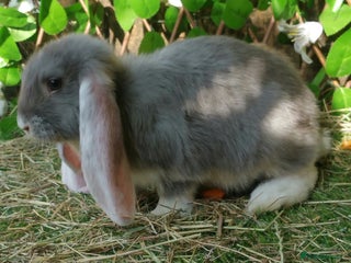 French Lop rabbits - Advert 26