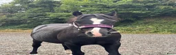 Other Breed horses for sale: Beauty by name beauty by nature  - Advert 3