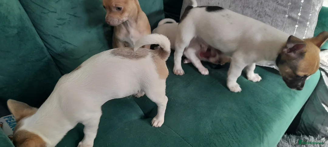 Chihuahua dogs for sale: 4 beautiful Chihuahua puppies in Knottingley - Advert 3