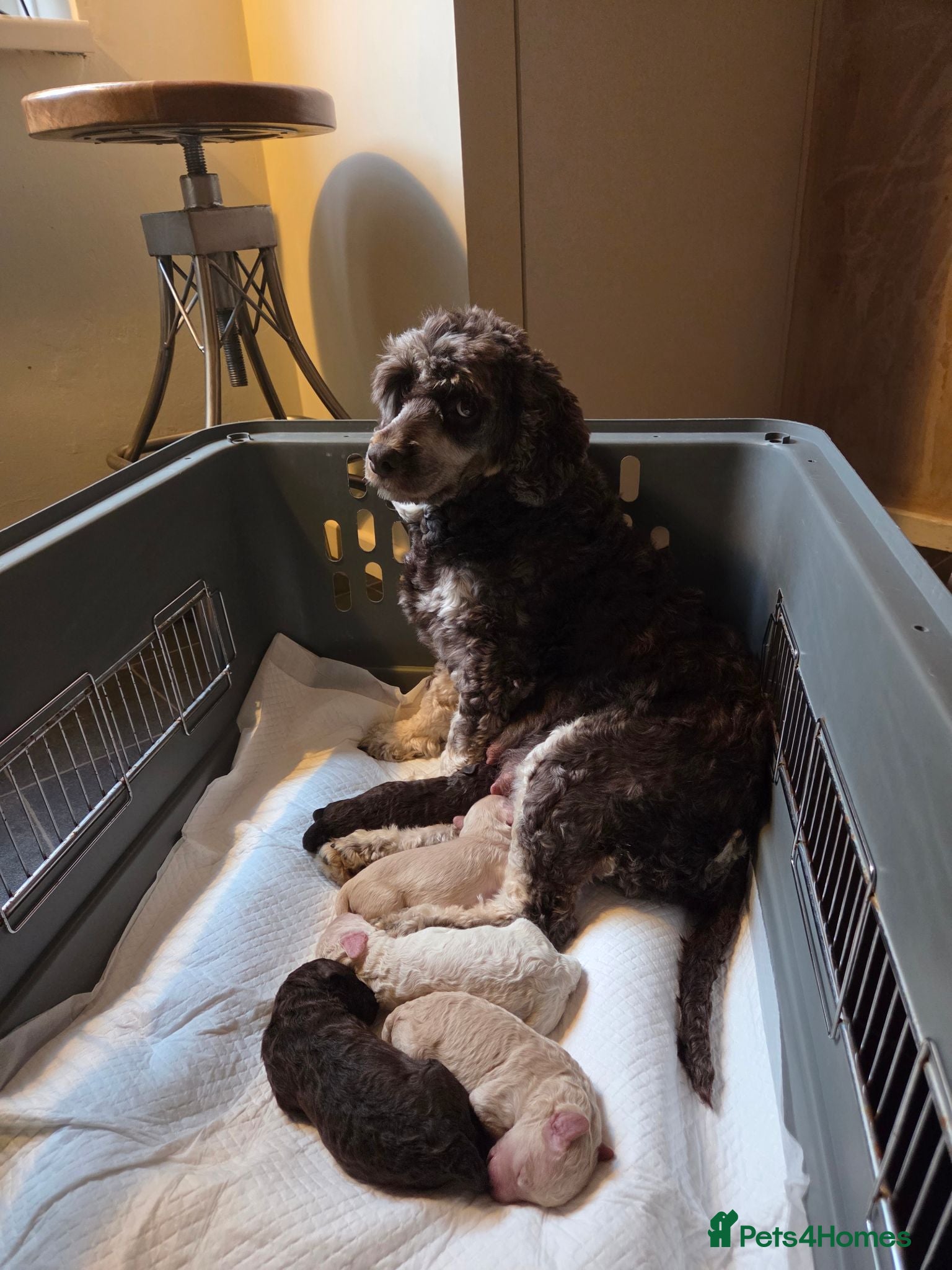 Cockapoo dogs Cockapoo puppies - Advert 9
