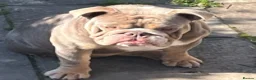 English Bulldog dogs for stud: Mister kylo in Southampton - Advert 12