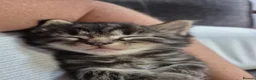 Norwegian Forest Cat cats for sale: Norwegian forest cat X marbled bengal - Advert 7
