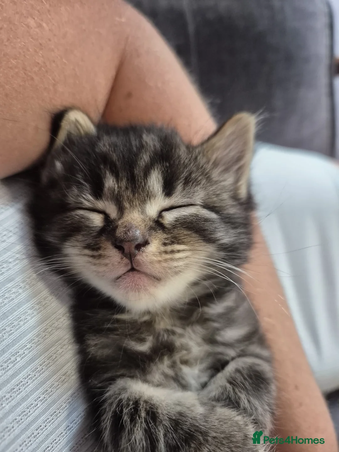 Norwegian Forest Cat cats for sale: Norwegian forest cat X marbled bengal - Advert 7