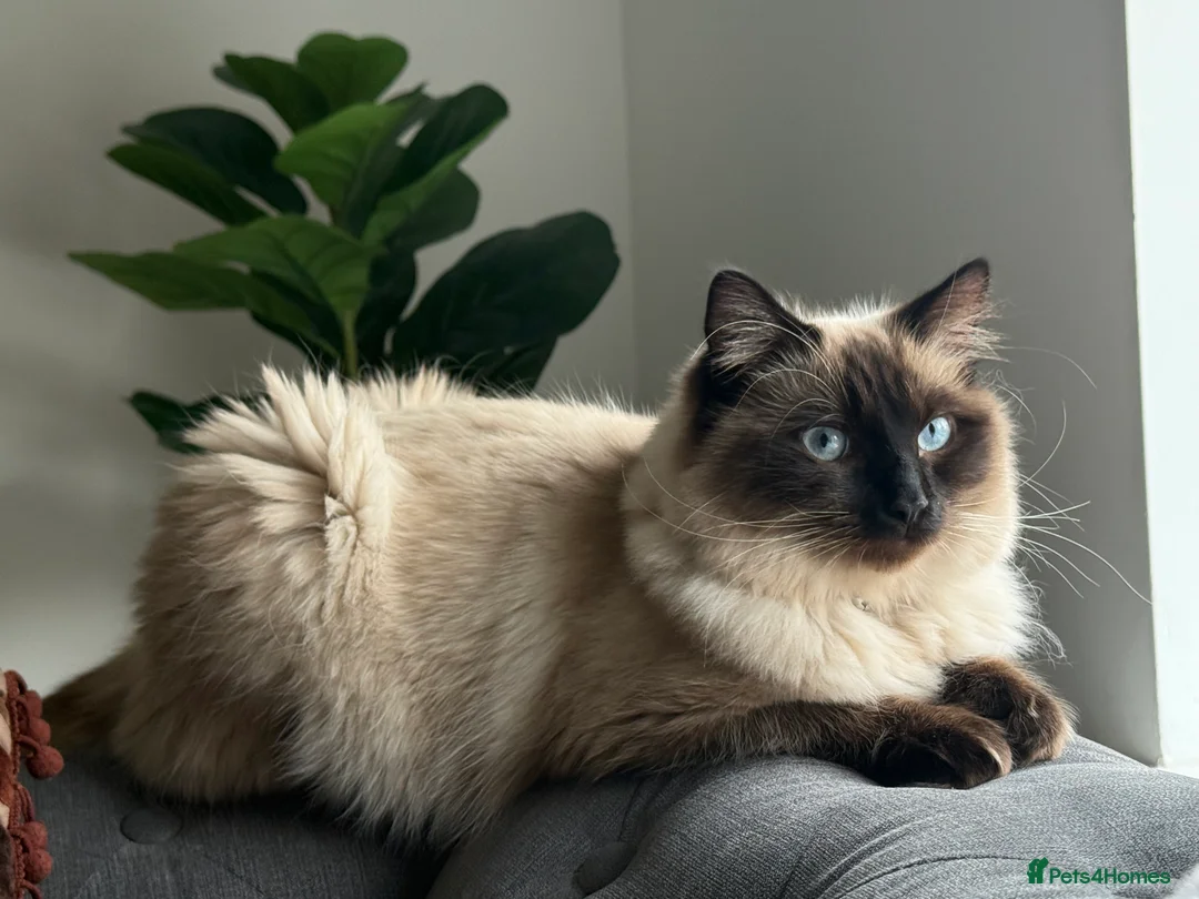 Ragdoll cats for sale: Beautiful Ragdoll  - Advert 11