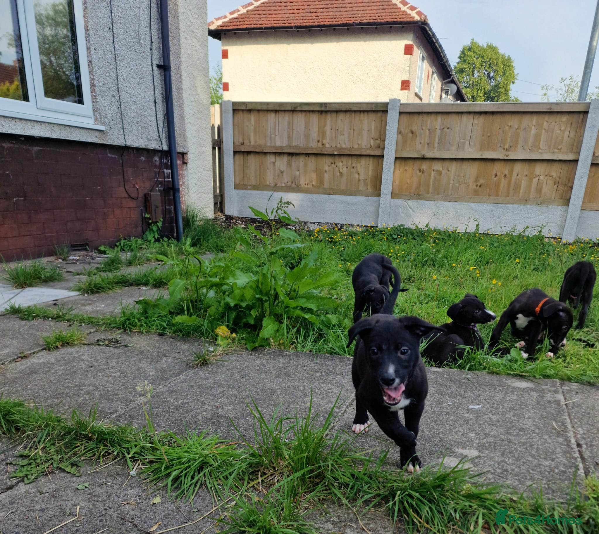 Lurcher dogs 3 beautiful lurcher girls ready now!!! - Advert 1