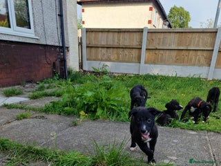 Lurcher dogs 3 beautiful lurcher girls ready now!!! - Advert 6