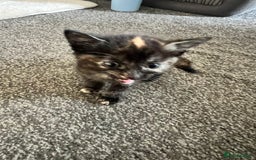 Mixed Breed cats for sale: Tortoise shell kittens - Image 1