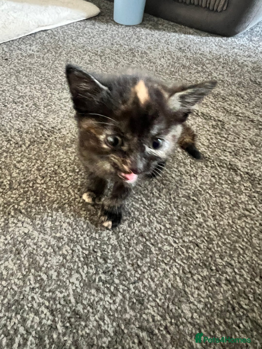 Mixed Breed cats for sale: Tortoise shell kittens - Image 1