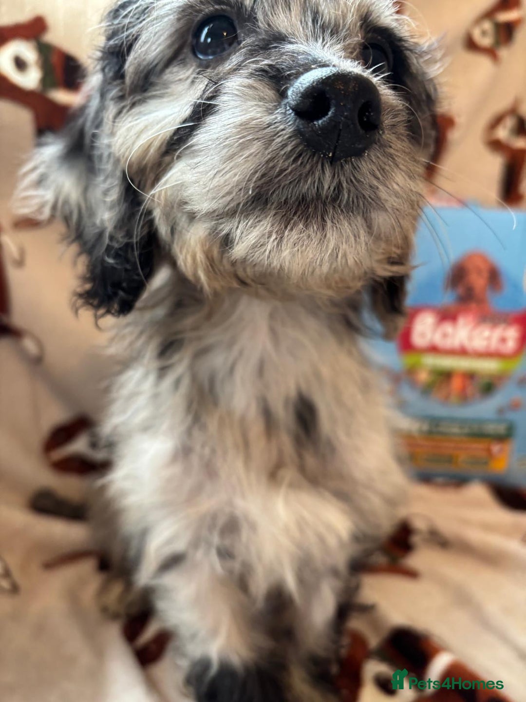 Cockapoo dogs for sale: Cockapoo puppies  - Advert 5