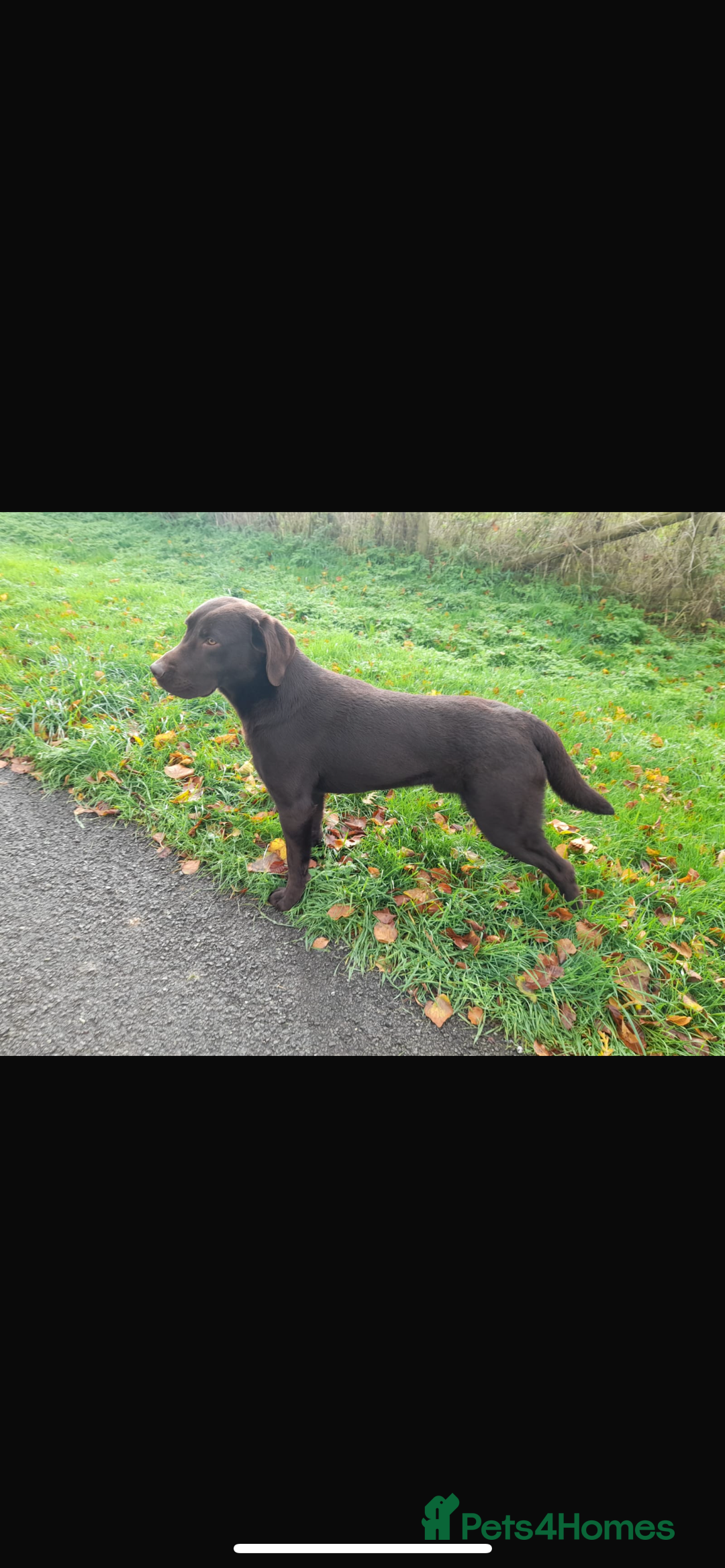 Labrador Retriever dogs for sale: Kc reg boy lab - Advert 1