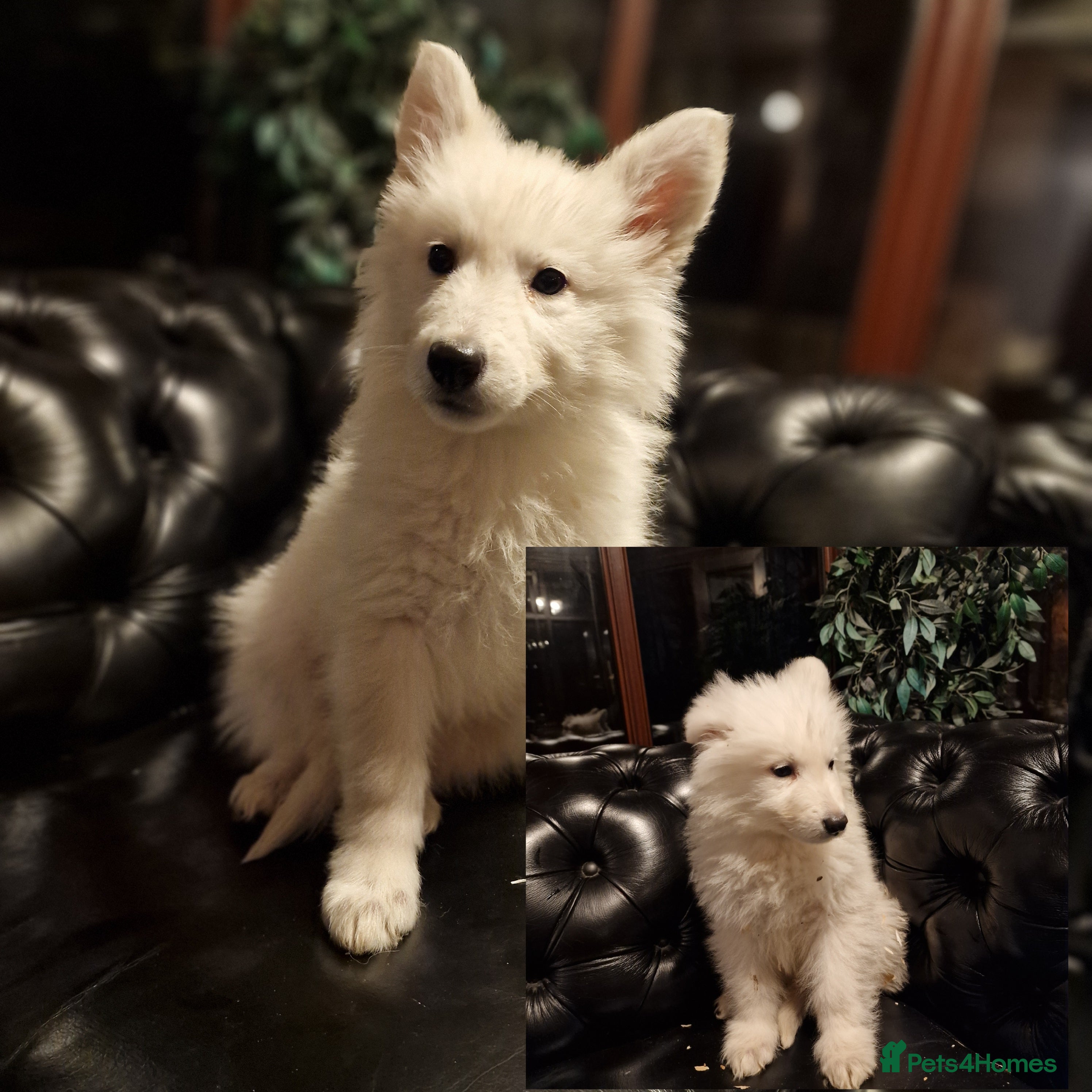 German Shepherd dogs 🔥2x Girls left🔥 stunning KC White Shepherds - Advert 17