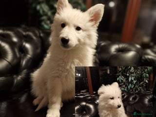 German Shepherd dogs 🔥2x Girls left🔥 stunning KC White Shepherds - Advert 17