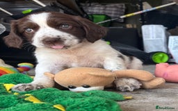English Springer Spaniel dogs for sale: KENNEL CLUB Pedigree Springer Spaniel Puppies - Image 2