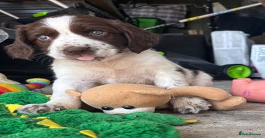 English Springer Spaniel dogs - Advert 16