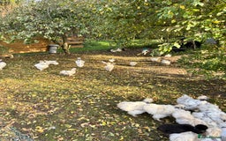 Chickens poultry for sale: Silkie Chickens - Image 6