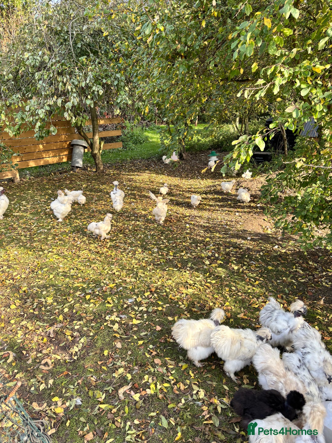 Chickens poultry for sale: Silkie Chickens - Image 6