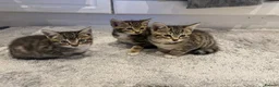 Mixed Breed cats for sale: Three beautiful kittens  - Advert 8
