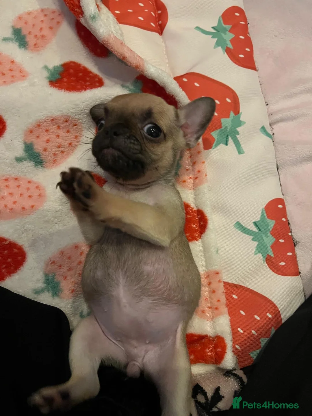 French Bulldog dogs for sale: Puppies  in Salford - Advert 2