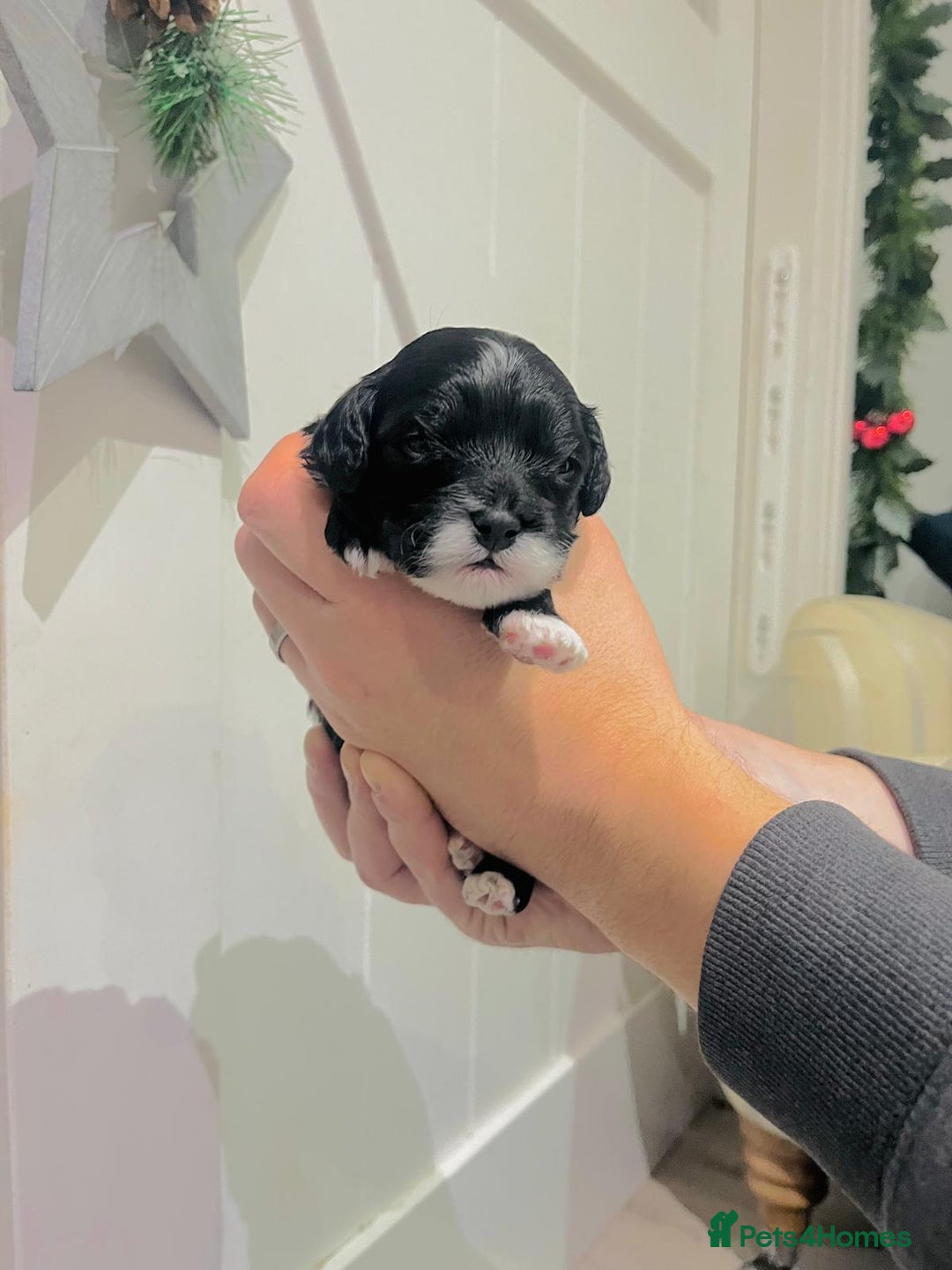 Cavapoo dogs for sale: Stunning F1b Cavapoo puppies  - Advert 19