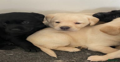 Labrador Retriever dogs - Advert 1