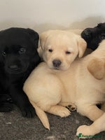 Labrador Retriever dogs - Advert 1