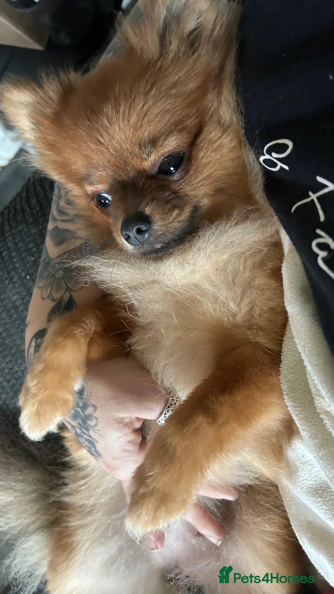 Pomeranian dogs for sale: Minnie  - Advert 6