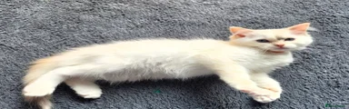 Ragdoll 7