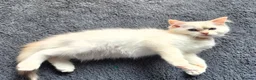 Ragdoll cats for sale: Amazing Ragdoll Babies  - Advert 15