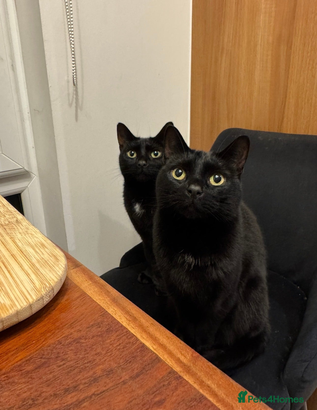 Bombay cats X2 female cats 4 years to be rehomed - Advert 1